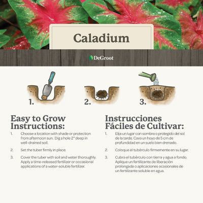 Image showing 5 th DeGroot Caladium Mix, 3 Bulbs