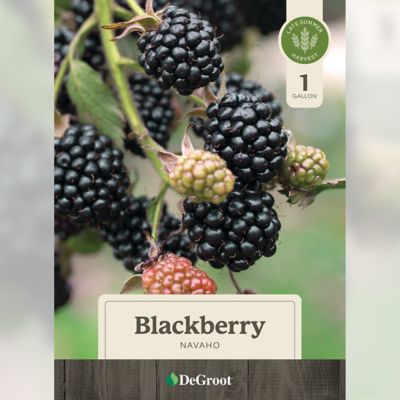 Image showing 1 th DeGroot 1 gal. Navaho Blackberry