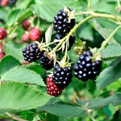 Image showing 2 th DeGroot 1 gal. Navaho Blackberry