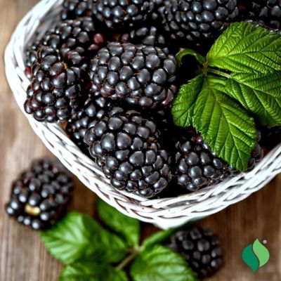 Image showing 3 th DeGroot 1 gal. Navaho Blackberry