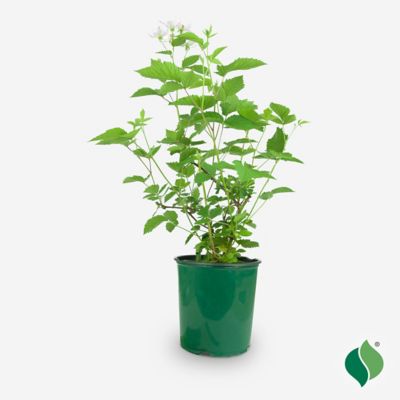 Image showing 4 th DeGroot 1 gal. Navaho Blackberry