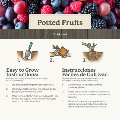 Image showing 5 th DeGroot 1 gal. Navaho Blackberry