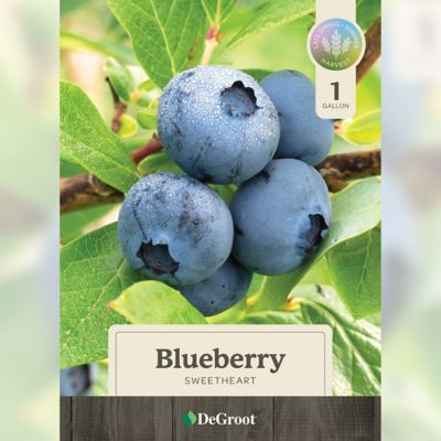 Image showing  1 gal. Sweetheart Blueberry