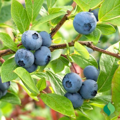 Image showing  1 gal. Sweetheart Blueberry