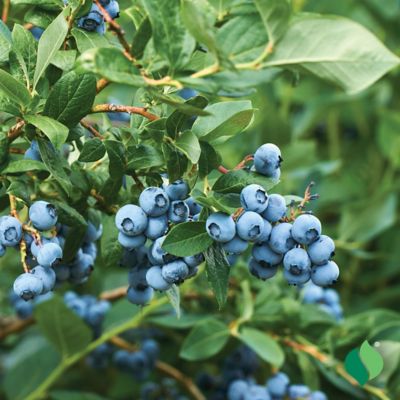 Image showing  1 gal. Sweetheart Blueberry