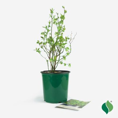 Image showing  1 gal. Sweetheart Blueberry