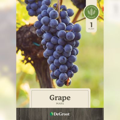 Image showing  1 gal. Mars Grape