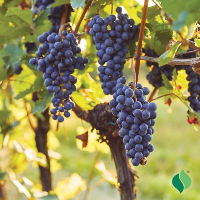 Image showing  1 gal. Mars Grape