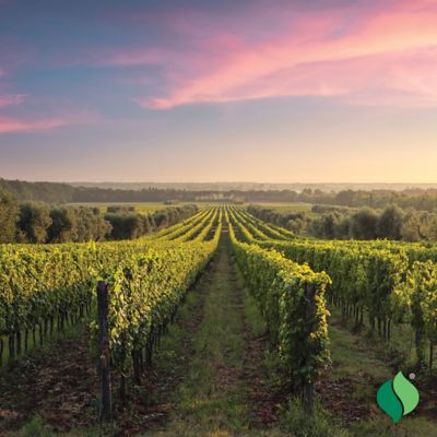 Image showing  1 gal. Mars Grape