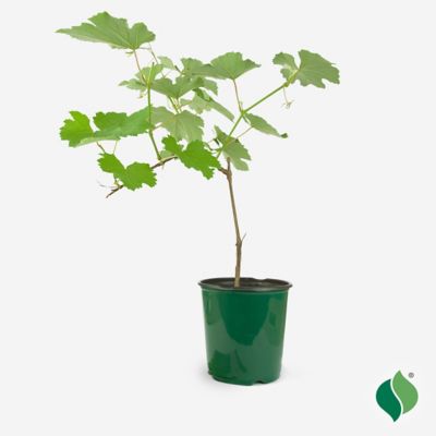 DeGroot 1 gal. Niagara Grape