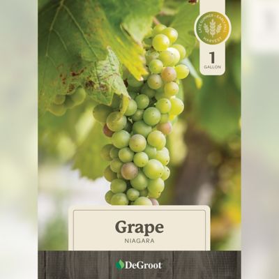 Image showing  1 gal. Niagara Grape