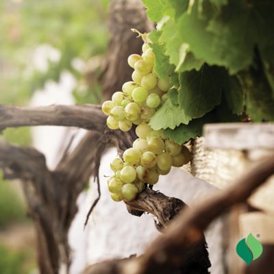 Image showing  1 gal. Niagara Grape