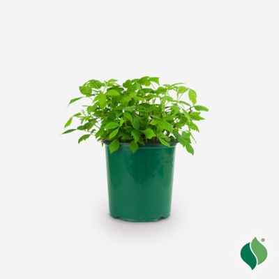 DeGroot 1 gal. Heritage Raspberry