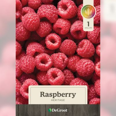 Image showing 1 th DeGroot 1 gal. Heritage Raspberry