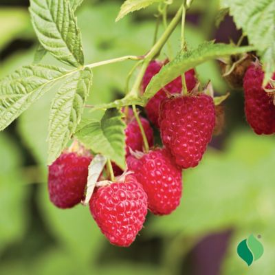 Image showing 2 th DeGroot 1 gal. Heritage Raspberry