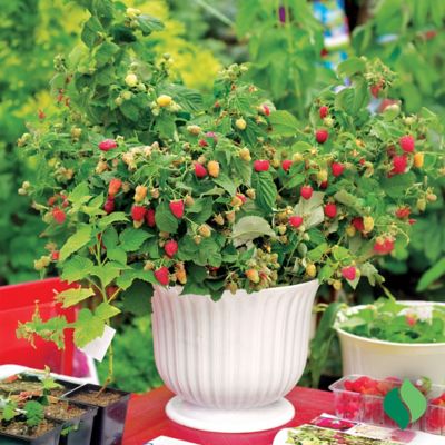 Image showing 3 th DeGroot 1 gal. Heritage Raspberry