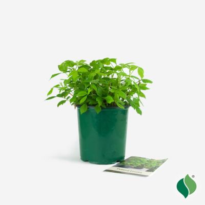 Image showing 4 th DeGroot 1 gal. Heritage Raspberry