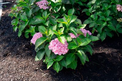 Image showing  Jumbo Pint Potted Soul Mate Reblooming Hydrangea Plant