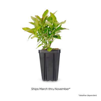 Image showing  Jumbo Pint Potted Soul Mate Reblooming Hydrangea Plant