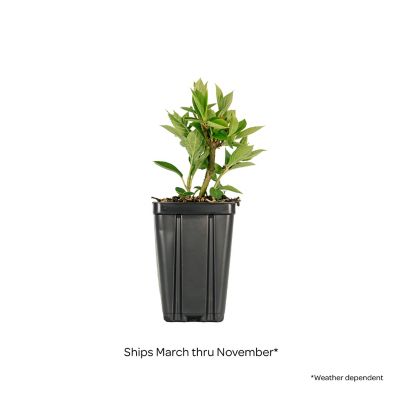 Image showing  Jumbo Pint Potted Bouncy Hardy Hydrangea Plant