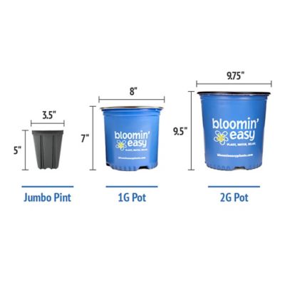 Image showing  Jumbo Pint Potted Bouncy Hardy Hydrangea Plant