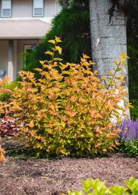 Image showing  Jumbo Pint Potted Savannah Sunset Ninebark Plant