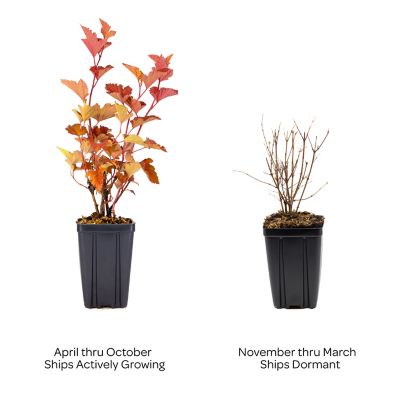 Image showing  Jumbo Pint Potted Savannah Sunset Ninebark Plant