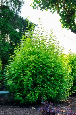 Image showing 1 th Bloomin' Easy Jumbo Pint Potted Cougar Cub Ninebark Plant