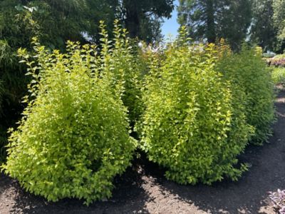 Image showing 2 th Bloomin' Easy Jumbo Pint Potted Cougar Cub Ninebark Plant