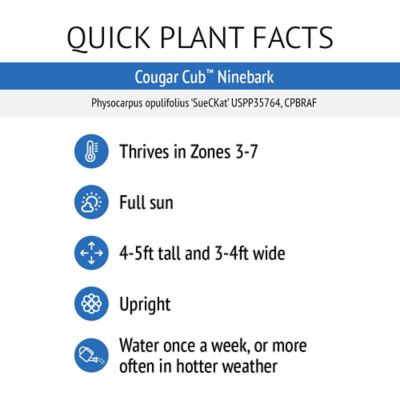 Image showing 4 th Bloomin' Easy Jumbo Pint Potted Cougar Cub Ninebark Plant