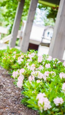 Image showing  Jumbo Pint Potted Bloombux Blush Rhododendron Plant