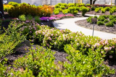 Image showing  Jumbo Pint Potted Bloombux Blush Rhododendron Plant