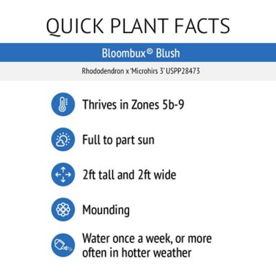 Image showing  Jumbo Pint Potted Bloombux Blush Rhododendron Plant