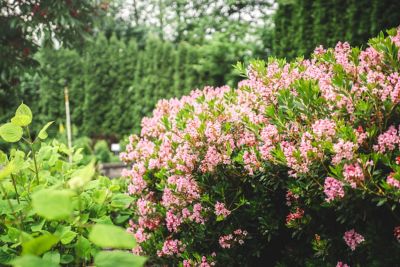 Image showing  Jumbo Pint Potted Bloombux Magenta Rhododendron Plant