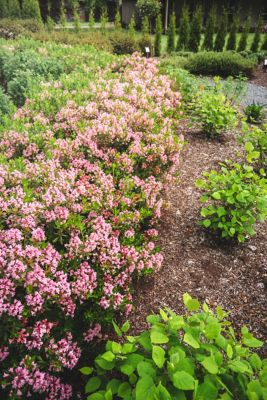 Image showing  Jumbo Pint Potted Bloombux Magenta Rhododendron Plant