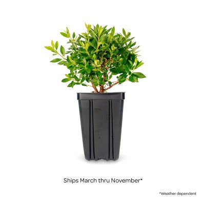 Image showing  Jumbo Pint Potted Bloombux Magenta Rhododendron Plant
