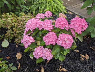 Image showing  1 gal. Potted Soul Mate Reblooming Hydrangea Plant