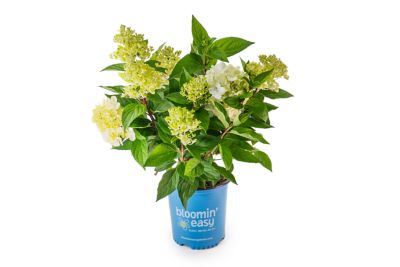 Bloomin' Easy 1 gal. Potted Bouncy Hardy Hydrangea Plant