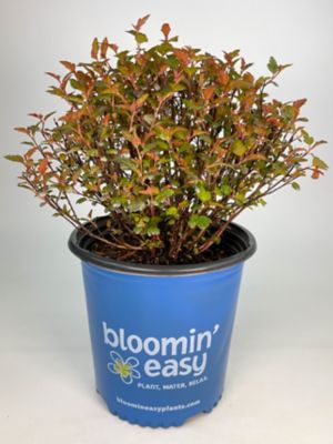 Bloomin' Easy 1 gal. Potted Calico Kitty Ninebark Plant
