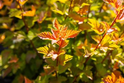 Image showing  1 gal. Potted Savannah Sunset Ninebark Plant