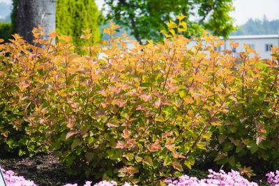 Image showing  1 gal. Potted Savannah Sunset Ninebark Plant