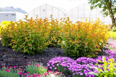 Image showing  1 gal. Potted Savannah Sunset Ninebark Plant
