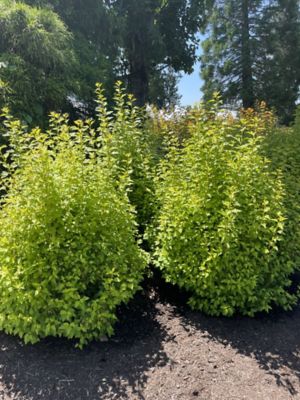 Image showing 3 th Bloomin' Easy 1 gal. Potted Cougar Cub Ninebark Plant