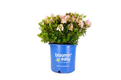 Bloomin' Easy 1 gal. Potted Bloombux Blush Rhododendron Plant