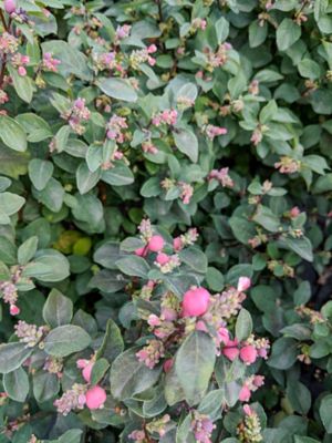 Image showing  1 gal. Potted Pink Posy Snowberry Plant