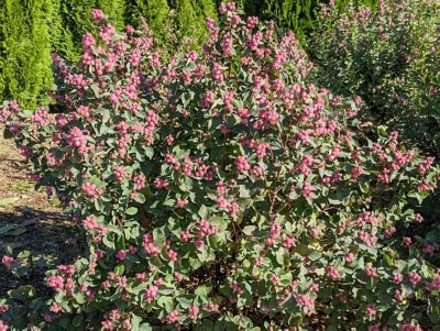 Image showing  1 gal. Potted Pink Posy Snowberry Plant