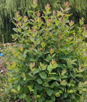 Image showing  1 gal. Potted Pink Posy Snowberry Plant