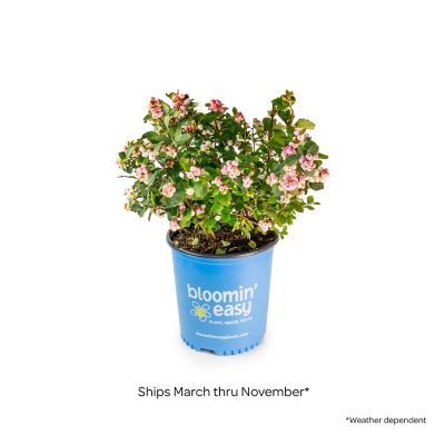 Image showing  1 gal. Potted Pink Posy Snowberry Plant