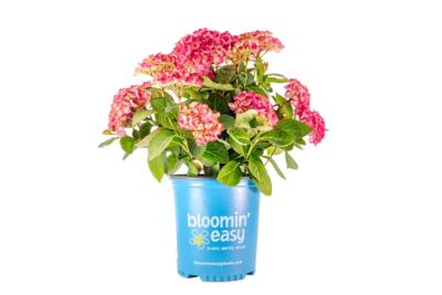Bloomin' Easy 2 gal. Potted Soul Mate Reblooming Hydrangea Plant