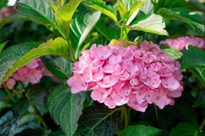 Image showing  2 gal. Potted Soul Mate Reblooming Hydrangea Plant